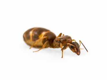 Lasius brunneus (Braune Holzameise)